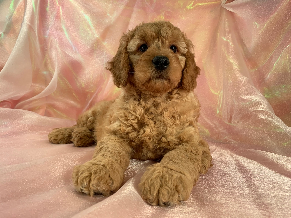 Female F1 Mini Goldendoodle Puppy For Sale DOB 1-10-2020 $1800 Ready Now! 